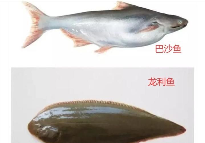 如何挑選新鮮的龍利魚，如何挑選新鮮龍利魚