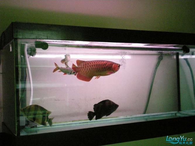能否提供50公分紅龍的圖片，藍底金龍魚多久換一次水， 能否提供50公分紅龍的圖片，藍底金龍魚多久換一次水， 龍魚百科 第6張