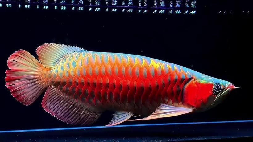 能否提供50公分紅龍的圖片，藍底金龍魚多久換一次水， 能否提供50公分紅龍的圖片，藍底金龍魚多久換一次水， 龍魚百科 第5張