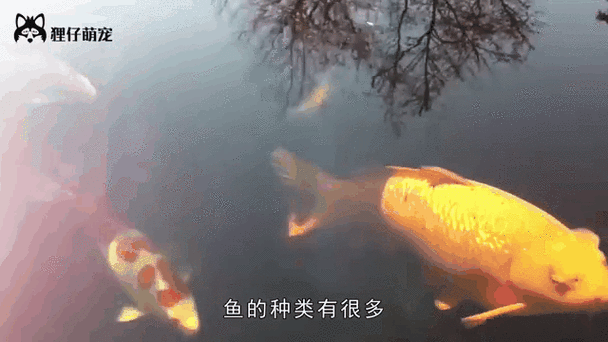 如何搭配過背金龍魚的飲食，過背金龍魚的飲食搭配