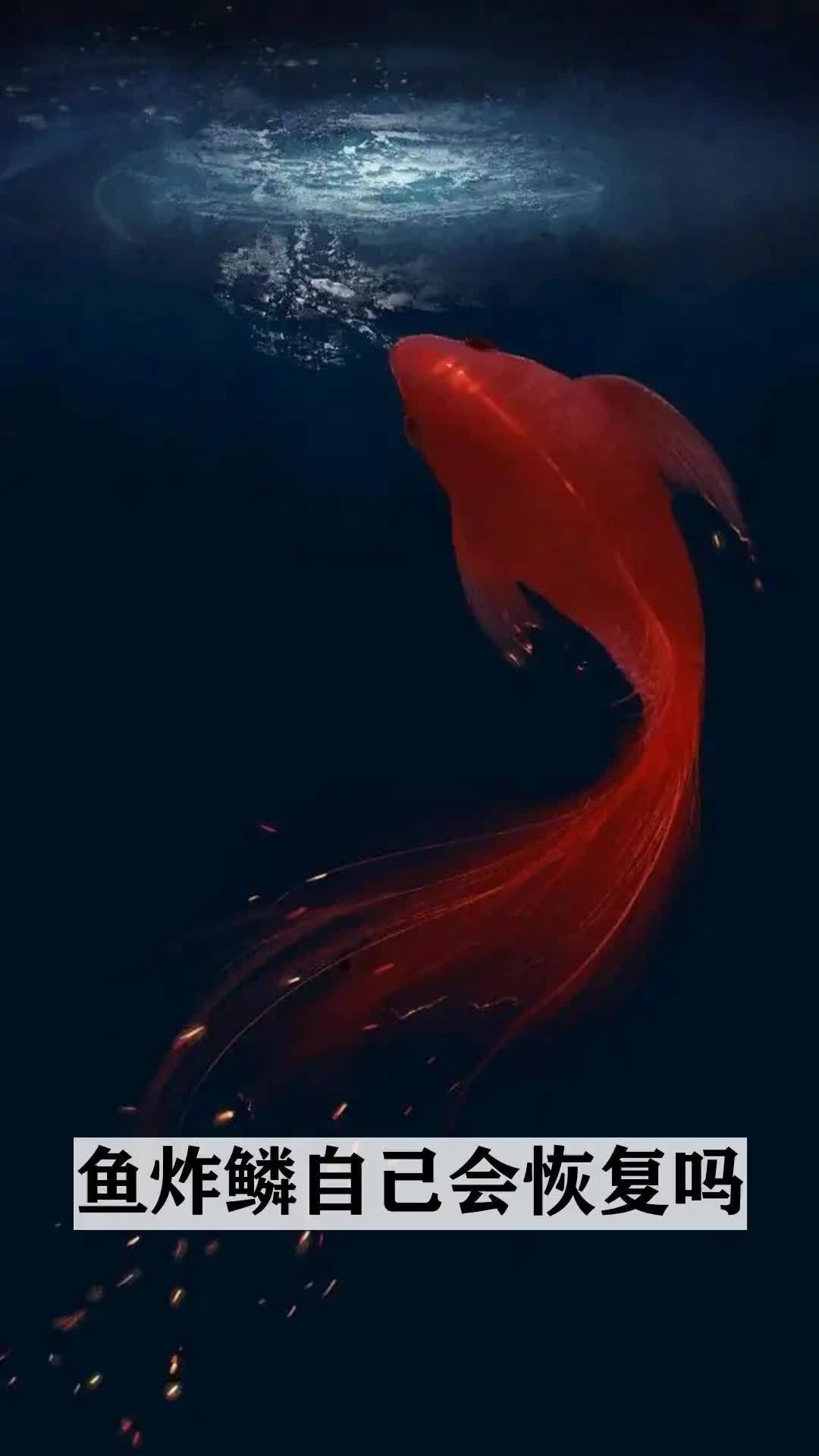 魚(yú)炸鱗自己會(huì)恢復(fù)嗎