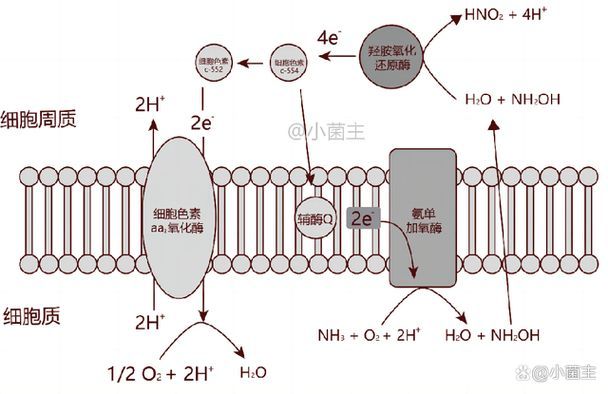 甲硝唑?qū)ο趸到y(tǒng)抑制是可逆的嗎,甲硝唑?qū)紫趸到y(tǒng)抑制硝化系統(tǒng)抑制的作用 龍魚百科 第3張 甲硝唑?qū)ο趸到y(tǒng)抑制是可逆的嗎,甲硝唑?qū)紫趸到y(tǒng)抑制硝化系統(tǒng)抑制的作用 甲硝唑?qū)ο趸到y(tǒng)抑制是可逆的嗎,甲硝唑?qū)紫趸到y(tǒng)抑制硝化系統(tǒng)抑制的作用 龍魚百科 第3張