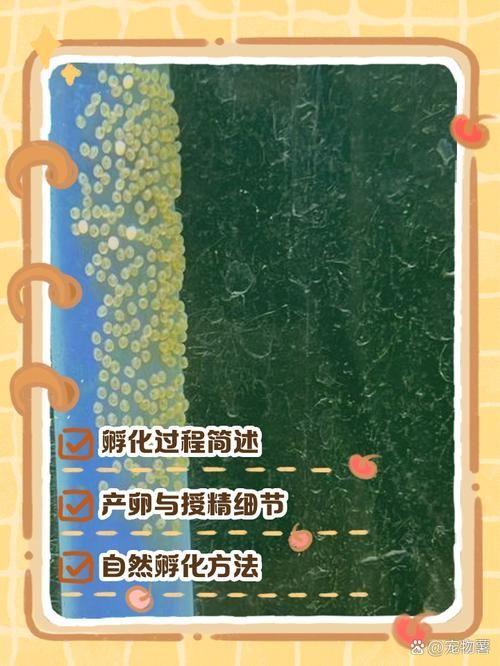 赤焰中國(guó)虎魚(yú)多久繁殖一次？