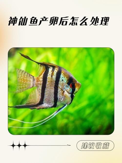 赤焰中國虎魚多久繁殖一次？ 赤焰中國虎魚多久繁殖一次？ 龍魚百科 第6張