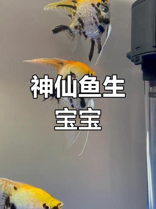 赤焰中國虎魚多久繁殖一次？ 赤焰中國虎魚多久繁殖一次？ 龍魚百科 第5張