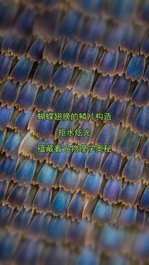 彩鰈J，“彩鰈/j”需求“詳解（1000字和配圖）