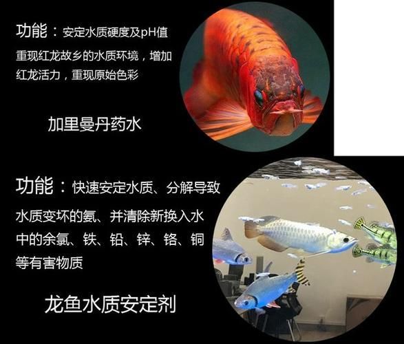 如何正確使用祥龍龍魚清菌靈？，“祥龍龍魚清菌靈”正確使用“祥龍龍魚清菌靈”并配圖 如何正確使用祥龍龍魚清菌靈？，“祥龍龍魚清菌靈”正確使用“祥龍龍魚清菌靈”并配圖 龍魚百科 第4張