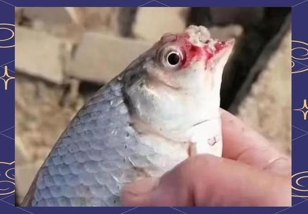 如何預防四大家魚爛身病,四大家魚爛身病的預防 龍魚百科 第6張 如何預防四大家魚爛身病,四大家魚爛身病的預防 如何預防四大家魚爛身病,四大家魚爛身病的預防 龍魚百科 第6張