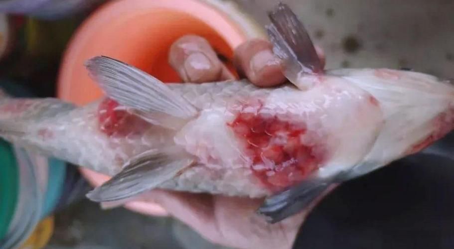 如何預防四大家魚爛身病,四大家魚爛身病的預防 龍魚百科 第5張 如何預防四大家魚爛身病,四大家魚爛身病的預防 如何預防四大家魚爛身病,四大家魚爛身病的預防 龍魚百科 第5張