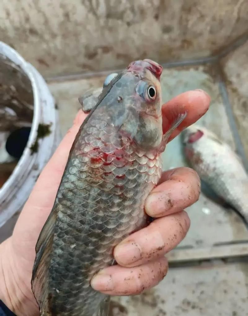 如何預防四大家魚爛身病,四大家魚爛身病的預防 龍魚百科 第4張 如何預防四大家魚爛身病,四大家魚爛身病的預防 如何預防四大家魚爛身病,四大家魚爛身病的預防 龍魚百科 第4張