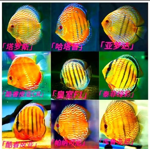 給我一些七彩神仙魚的品種圖片，七彩神仙魚的種類及種類介紹 給我一些七彩神仙魚的品種圖片，七彩神仙魚的種類及種類介紹 龍魚百科 第5張