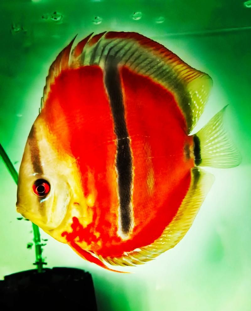 給我一些七彩神仙魚的品種圖片，七彩神仙魚的種類及種類介紹 給我一些七彩神仙魚的品種圖片，七彩神仙魚的種類及種類介紹 龍魚百科 第2張