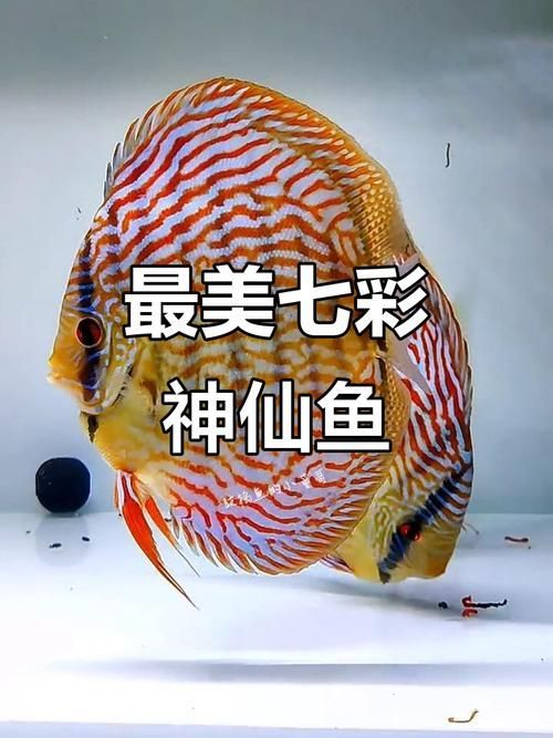 給我一些七彩神仙魚的品種圖片，七彩神仙魚的種類及種類介紹 給我一些七彩神仙魚的品種圖片，七彩神仙魚的種類及種類介紹 龍魚百科 第3張