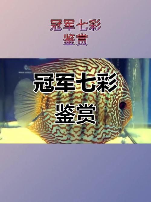 給我一些七彩神仙魚的品種圖片，七彩神仙魚的種類及種類介紹 給我一些七彩神仙魚的品種圖片，七彩神仙魚的種類及種類介紹 龍魚百科 第6張
