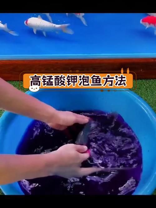 如何預(yù)防錦鯉爛身病,關(guān)于錦鯉爛身病的一些建議 龍魚百科 第10張 如何預(yù)防錦鯉爛身病,關(guān)于錦鯉爛身病的一些建議 如何預(yù)防錦鯉爛身病,關(guān)于錦鯉爛身病的一些建議 龍魚百科 第10張