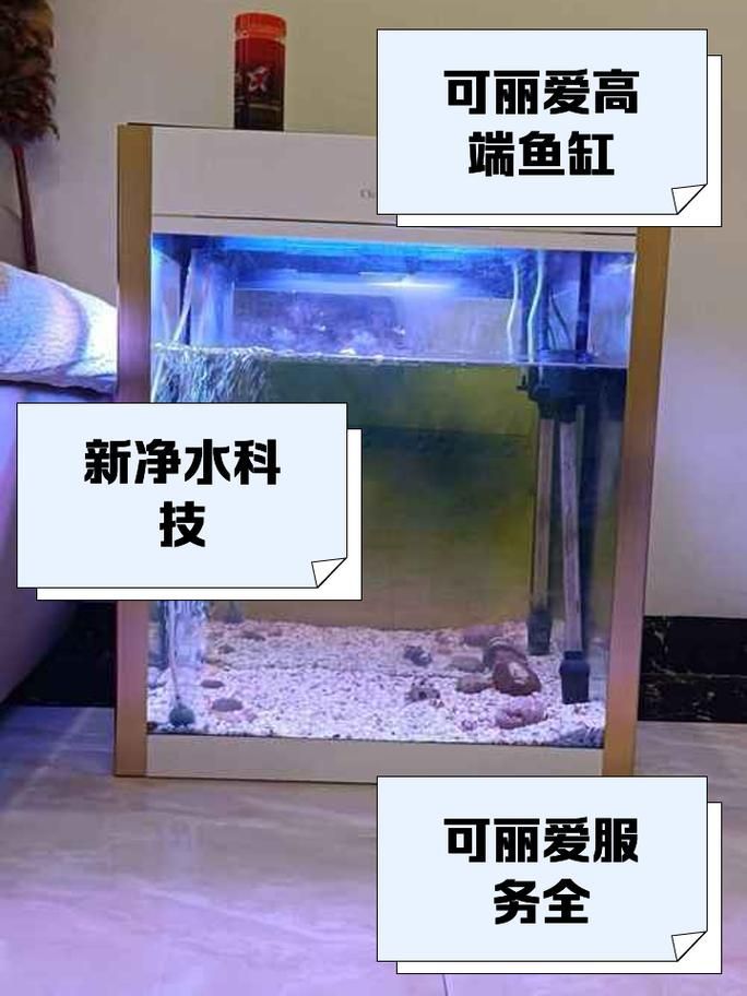 推薦幾款性價比高的龍魚魚缸，性價比高性價比高的龍魚魚缸推薦（1000字和配圖）