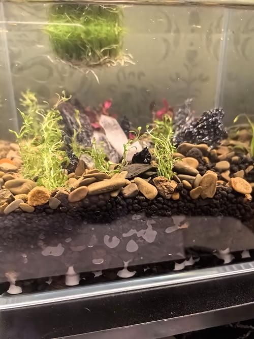 能否提供更詳細的魚缸設置指南,魚缸設置指南 龍魚百科 第5張 能否提供更詳細的魚缸設置指南,魚缸設置指南 能否提供更詳細的魚缸設置指南,魚缸設置指南 龍魚百科 第5張