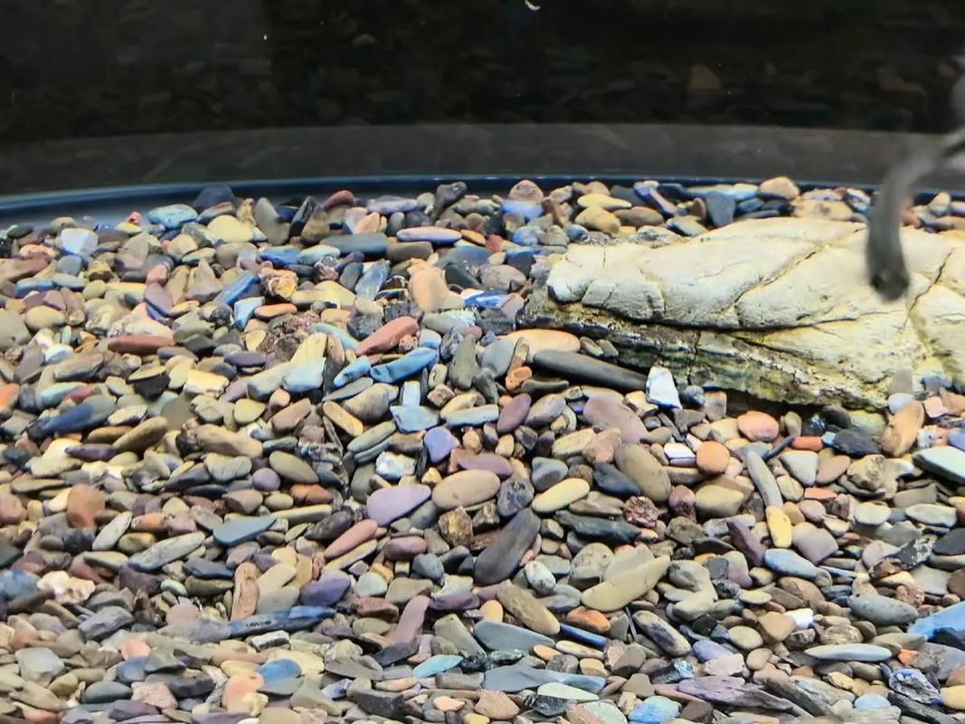 能否提供更詳細的魚缸設置指南,魚缸設置指南 龍魚百科 第2張 能否提供更詳細的魚缸設置指南,魚缸設置指南 能否提供更詳細的魚缸設置指南,魚缸設置指南 龍魚百科 第2張