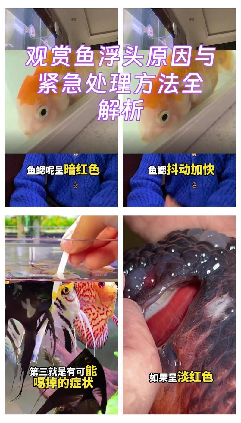 <strong><mark>西安</mark></strong>地區(qū)龍魚浮頭案例分享，<strong><mark>西安</mark></strong>龍魚浮頭事件提醒人們要重視水族館水質管理措施