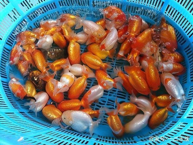 腸炎病魚能活多久，關于腸炎病魚的問題