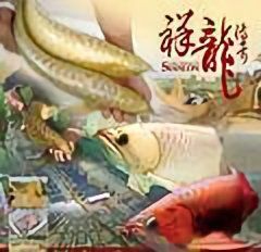 祥龍魚場有哪些特色視頻？，祥龍魚場是什么？ 祥龍魚場有哪些特色視頻？，祥龍魚場是什么？ 龍魚百科 第1張