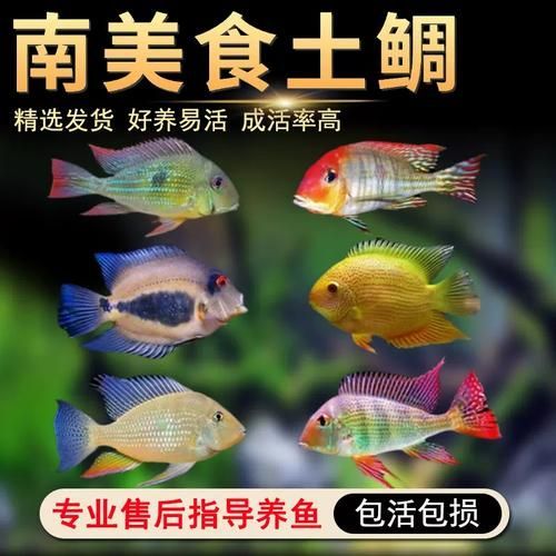 赤荔鳳冠魚，“赤荔鳳冠魚”觀賞魚市場中的商品俗名與視覺奇觀
