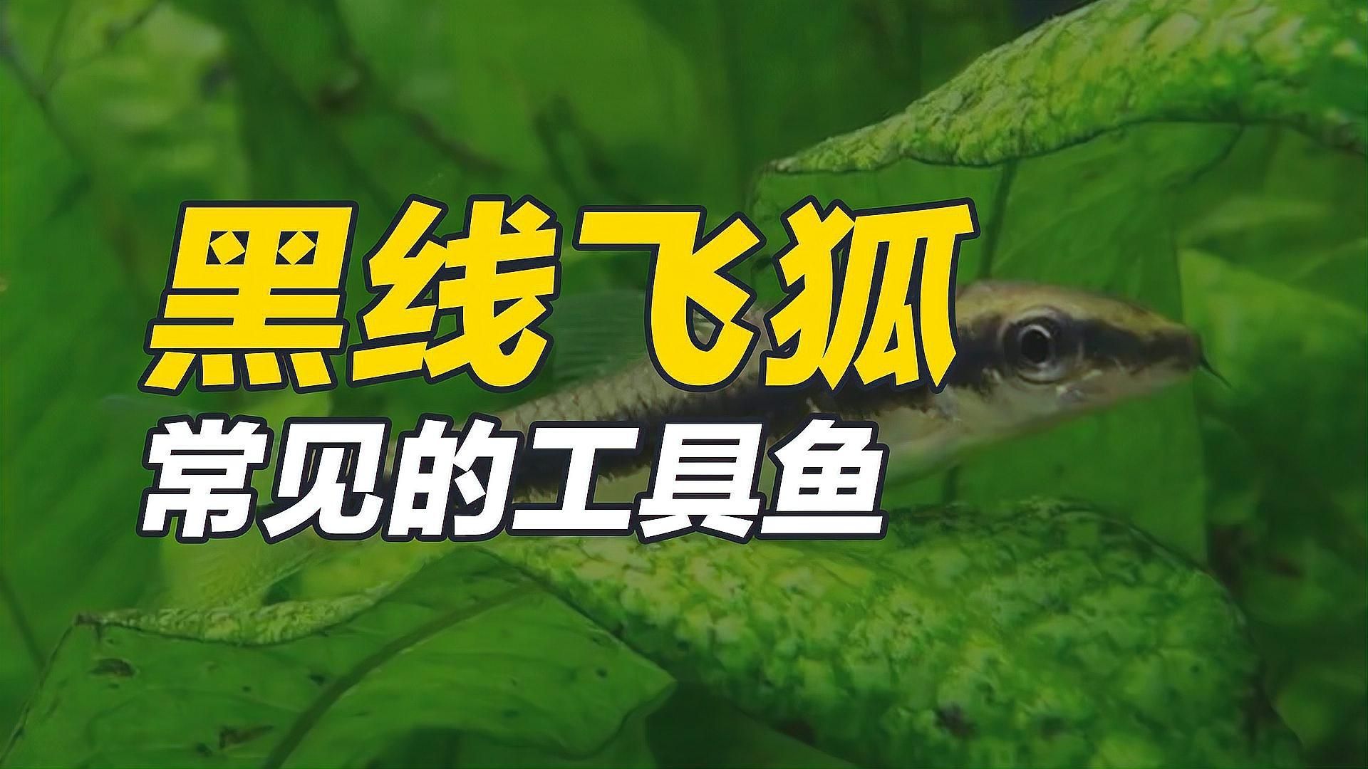 有沒有更多適合新手的清潔生物，大和藻蝦養魚日志清潔生物推薦… 有沒有更多適合新手的清潔生物，大和藻蝦養魚日志清潔生物推薦… 龍魚百科 第3張