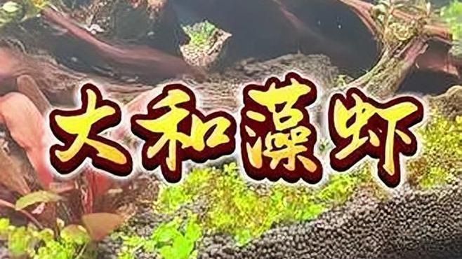 有沒有更多適合新手的清潔生物，大和藻蝦養魚日志清潔生物推薦… 有沒有更多適合新手的清潔生物，大和藻蝦養魚日志清潔生物推薦… 龍魚百科 第5張