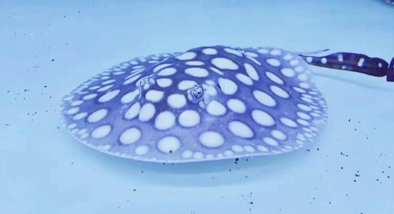 福魟魟魚多久換一次水？，[需手動填充]魚多久換一次水？ 福魟魟魚多久換一次水？，[需手動填充]魚多久換一次水？ 龍魚百科 第2張