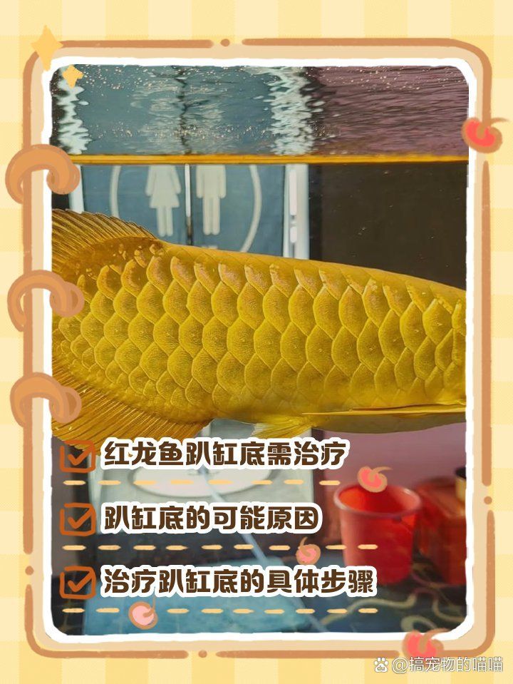 紅龍魚不愛(ài)游動(dòng)有哪些癥狀，當(dāng)紅龍魚出現(xiàn)不愛(ài)游動(dòng)的癥狀時(shí)，可能是這4個(gè)原因?qū)е碌?></a><h4 class=
