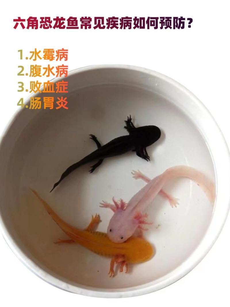 六角龍魚鰓爛了如何治療 六角龍魚鰓爛了如何治療 龍魚百科 第6張
