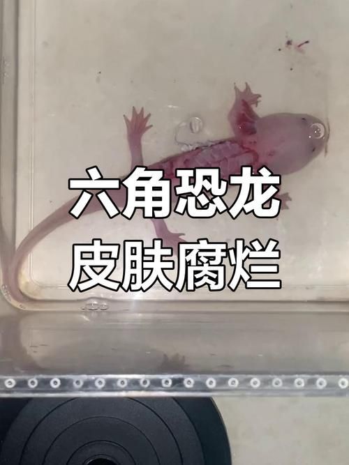 六角龍魚鰓爛了如何治療 六角龍魚鰓爛了如何治療 龍魚百科 第2張