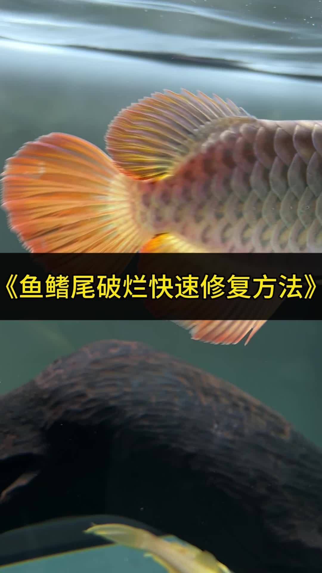 龍魚鰭爛后如何護理，2026年觀賞魚排行榜完整榜單2026年觀賞魚排行榜 龍魚鰭爛后如何護理，2026年觀賞魚排行榜完整榜單2026年觀賞魚排行榜 龍魚百科 第2張