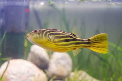 斑馬狗頭魚，斑馬狗頭魚的學名
