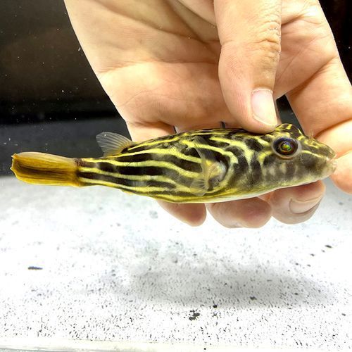 斑馬狗頭魚，斑馬狗頭魚的學名