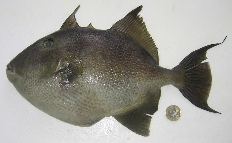 斑馬狗頭魚，斑馬狗頭魚的學名