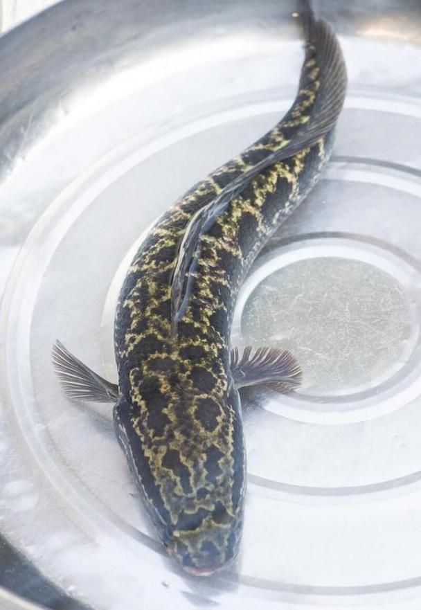 黑龍魚的價格是多少？，水財神黑帶黑龍魚觀賞魚價格在每條100元至500元