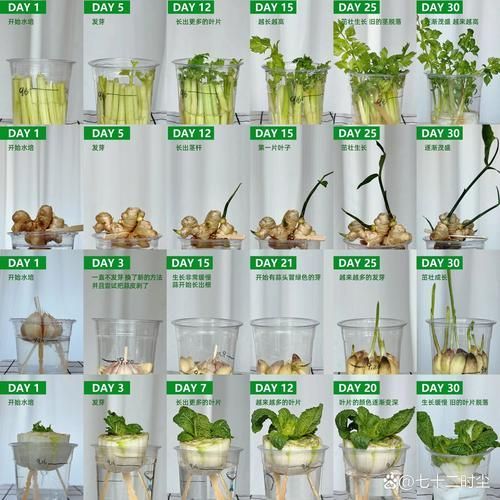 如何制定個性化換水計劃 如何制定個性化換水計劃 龍魚百科 第14張
