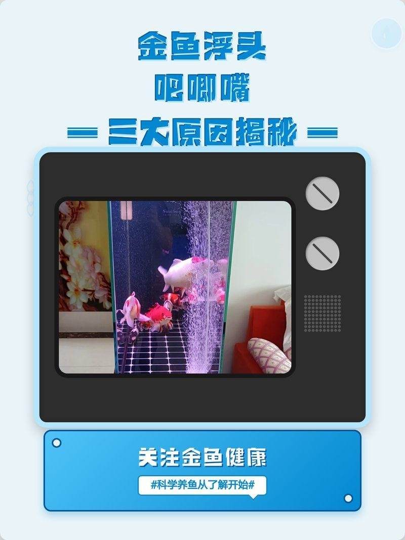 金魚浮頭會自行緩解嗎，金魚浮頭吧唧嘴的三大原因