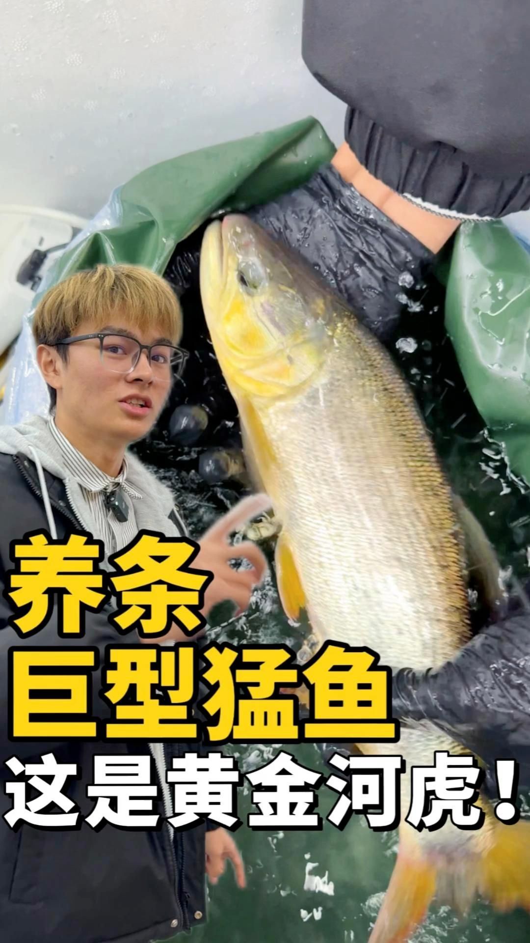 非洲猛魚有哪些品種？，新魚開箱242期