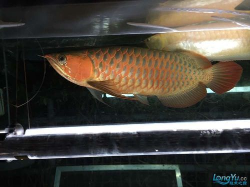 龍魚的品牌有哪些種類