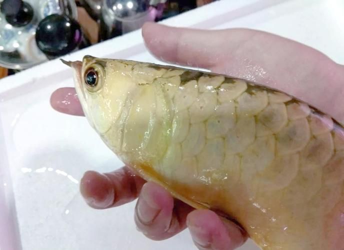 龍魚的品牌有哪些種類