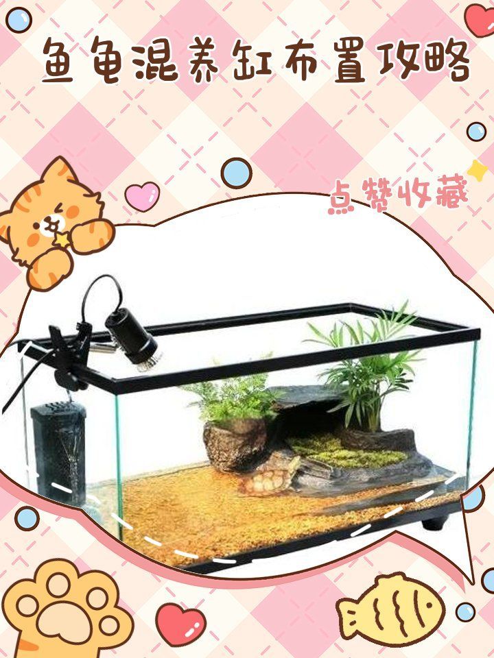 如何緩解龍龜與魚類的沖突，魚龜混養(yǎng)缸布置攻略