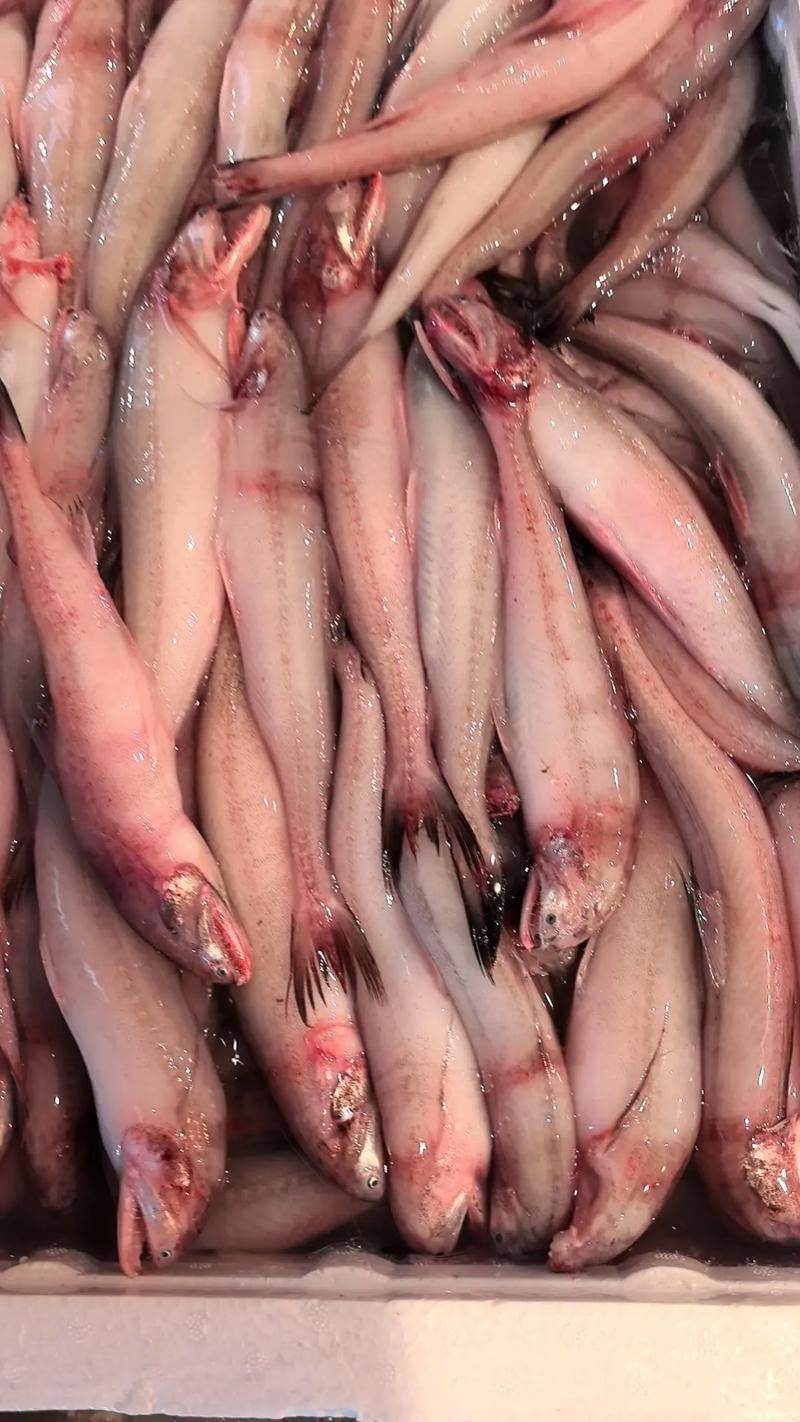 龍頭魚的價格是多少，舟山野生速凍龍頭魚價格高昂的三大原因解析懸疑探妍 龍頭魚的價格是多少，舟山野生速凍龍頭魚價格高昂的三大原因解析懸疑探妍 龍魚百科 第4張