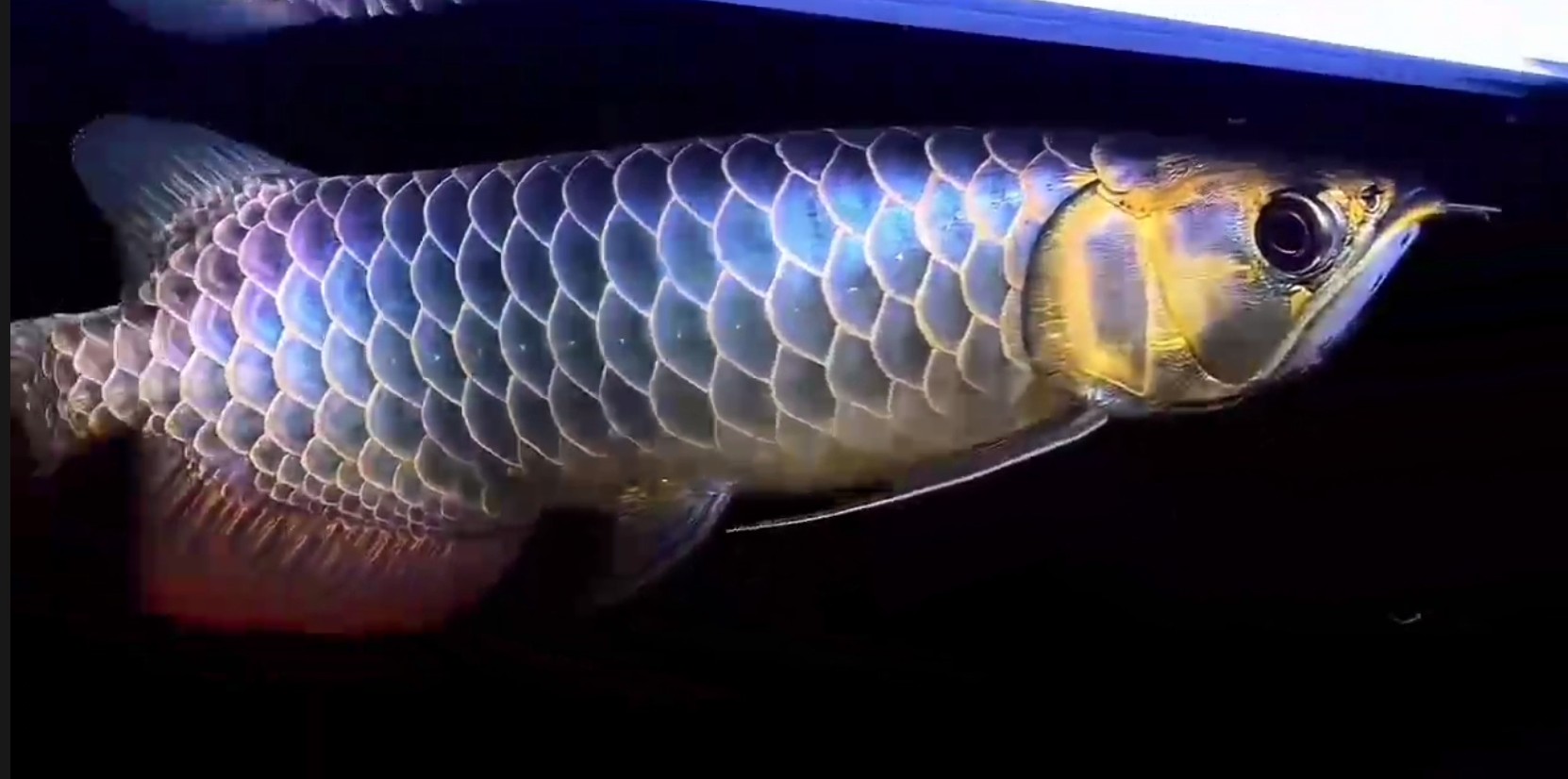 祥龍藍珀極品賽級藍底過背金龍魚,祥龍藍珀極品賽級 祥龍藍珀極品賽級藍底過背金龍魚,祥龍藍珀極品賽級