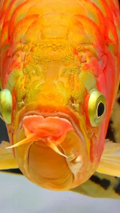 龍魚品種排行榜前十名，龍魚品種排名