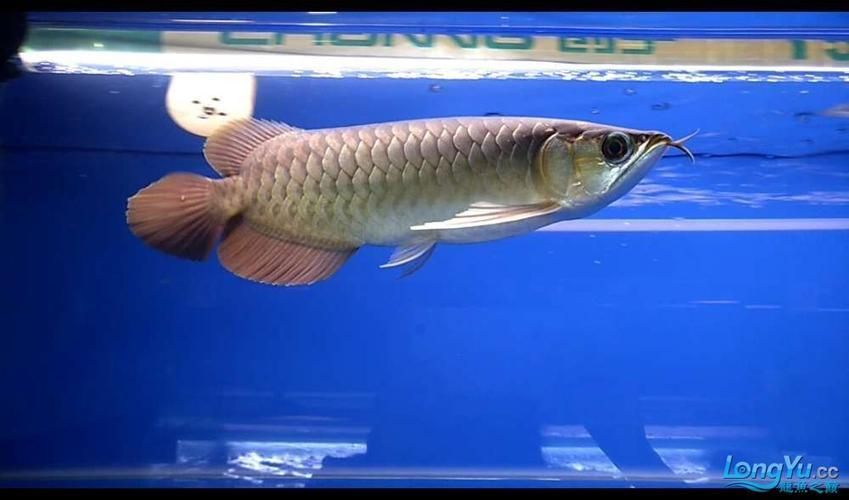 給我一些綠皮紅龍的圖片示例