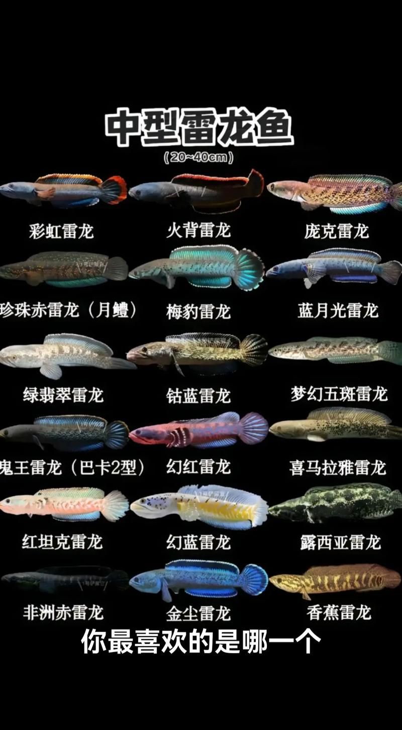 給我一些鬼王雷龍的飼養技巧，《怪物獵人邊境》“鬼王雷龍”飼養技巧詳解“鬼王雷龍”的飼養技巧 給我一些鬼王雷龍的飼養技巧，《怪物獵人邊境》“鬼王雷龍”飼養技巧詳解“鬼王雷龍”的飼養技巧 龍魚百科 第4張