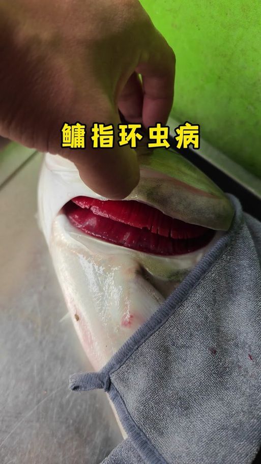 如何預防紅龍魚感染寄生蟲，紅龍魚寄生蟲感染預防