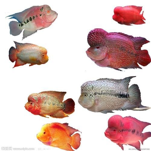 如何預防紅龍魚感染寄生蟲，紅龍魚寄生蟲感染預防 如何預防紅龍魚感染寄生蟲，紅龍魚寄生蟲感染預防 龍魚百科 第5張